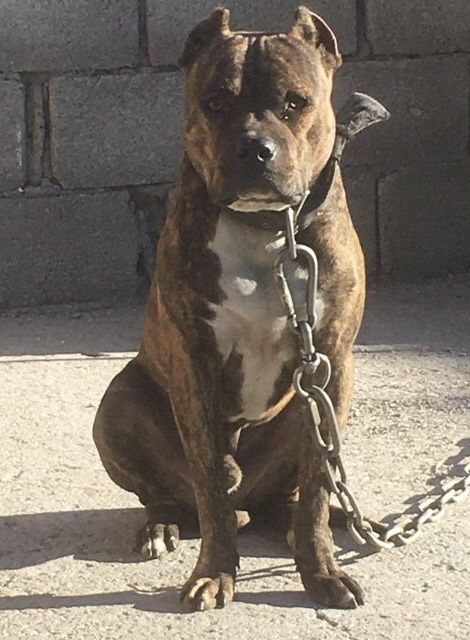 Photo of the dog