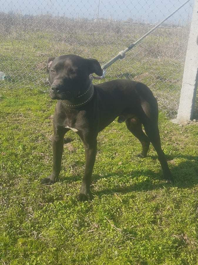 Photo of the dog