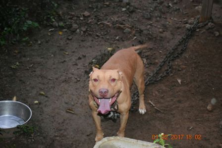 Photo of the dog