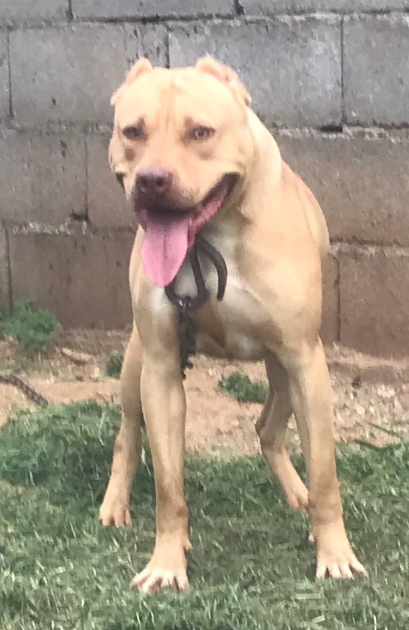 Photo of the dog