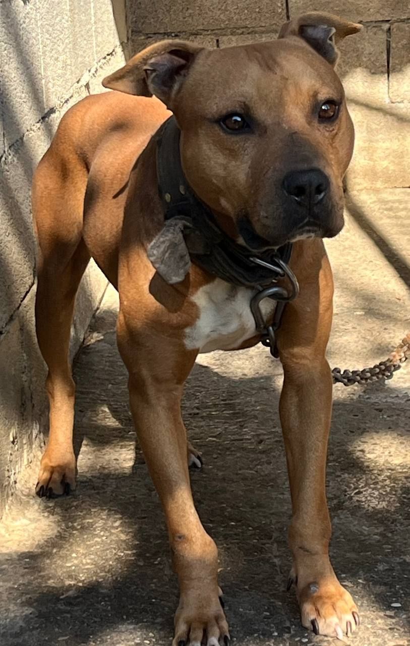 Photo of the dog