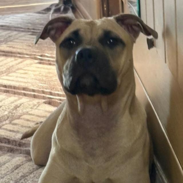 Photo of the dog
