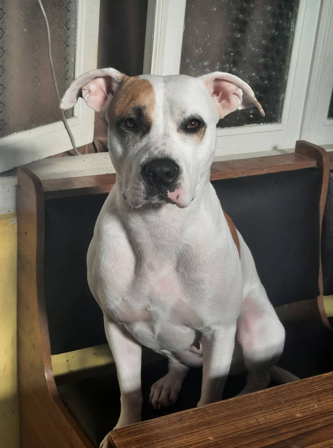 Photo of the dog