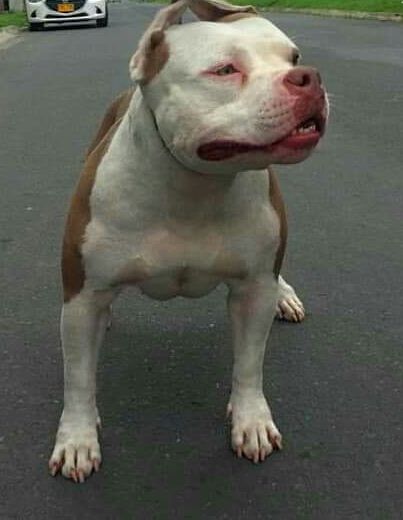 Photo of the dog