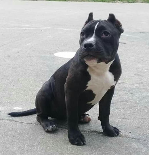 Photo of the dog