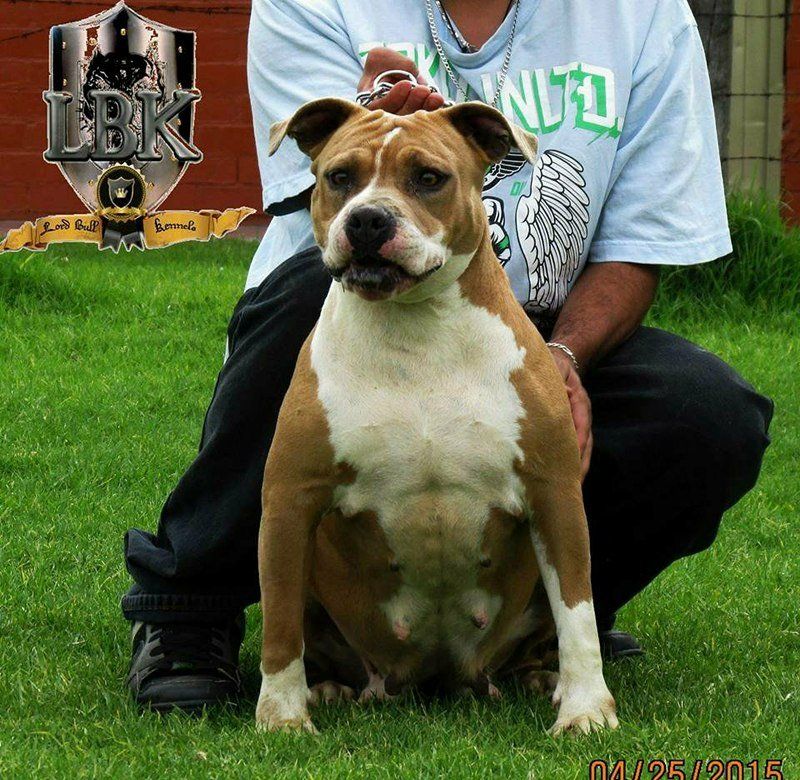 Photo of the dog