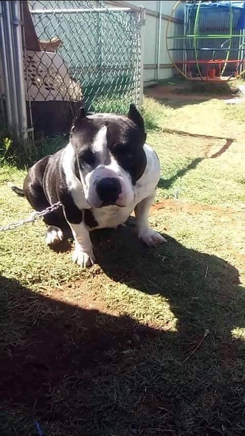 Photo of the dog