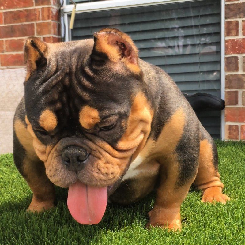 Photo of the dog