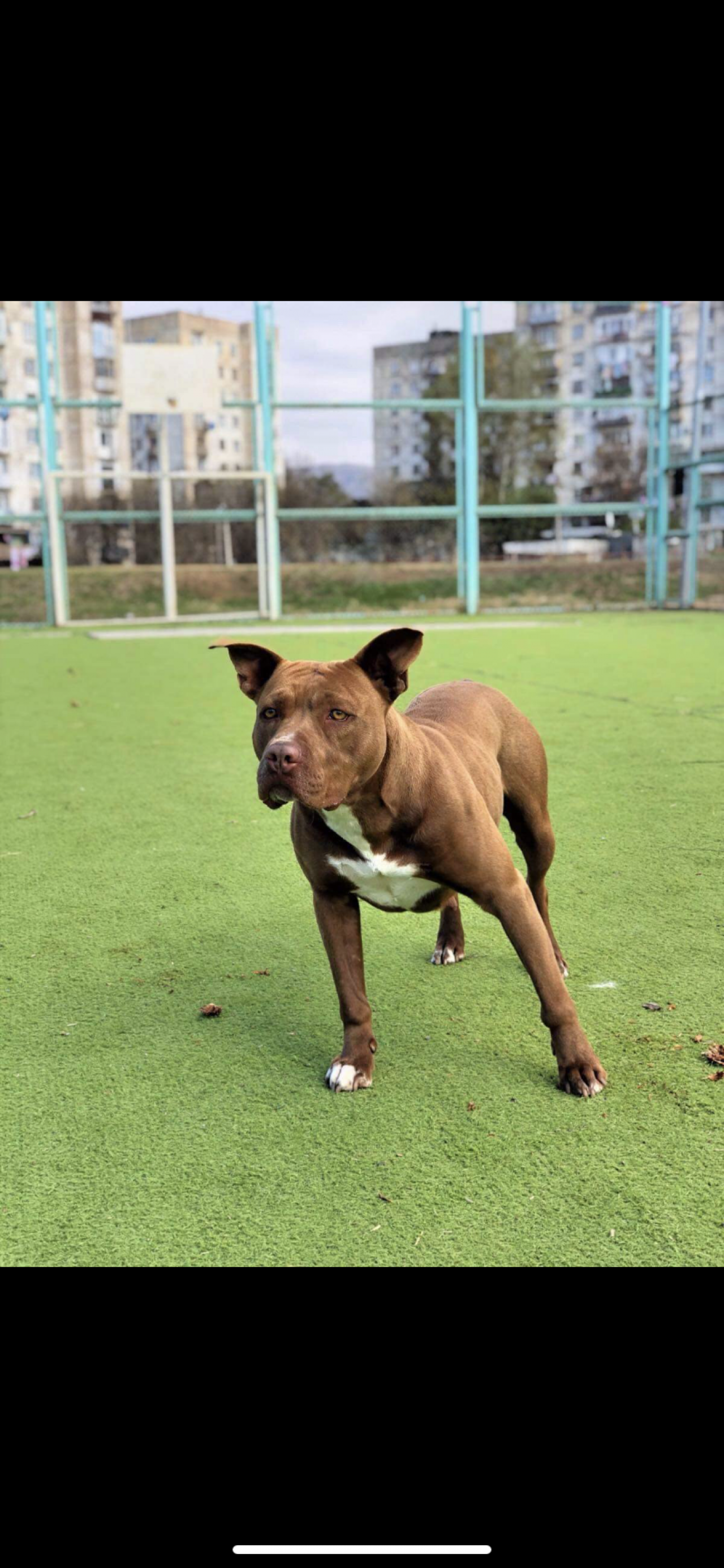 Photo of the dog