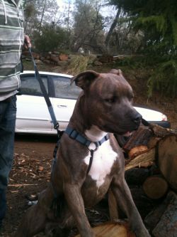 Photo of the dog