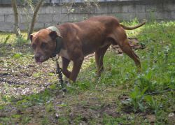Photo of the dog
