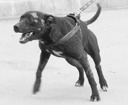 Photo of the dog