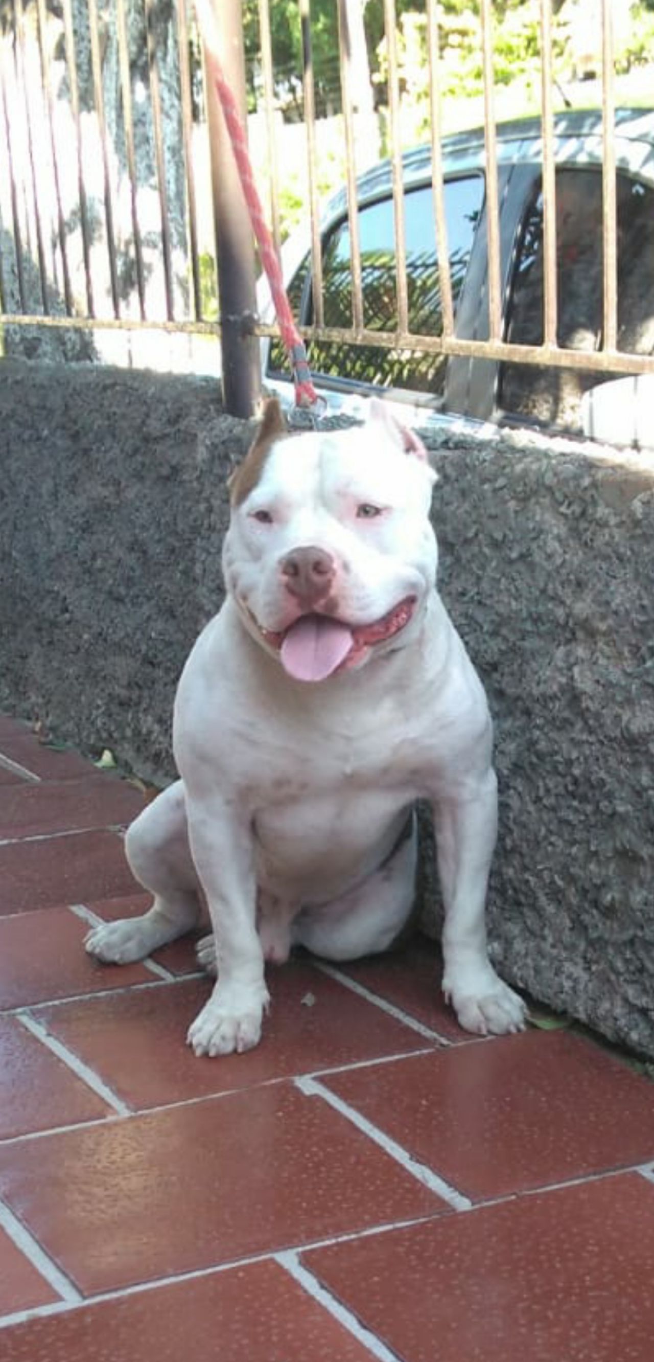 Photo of the dog