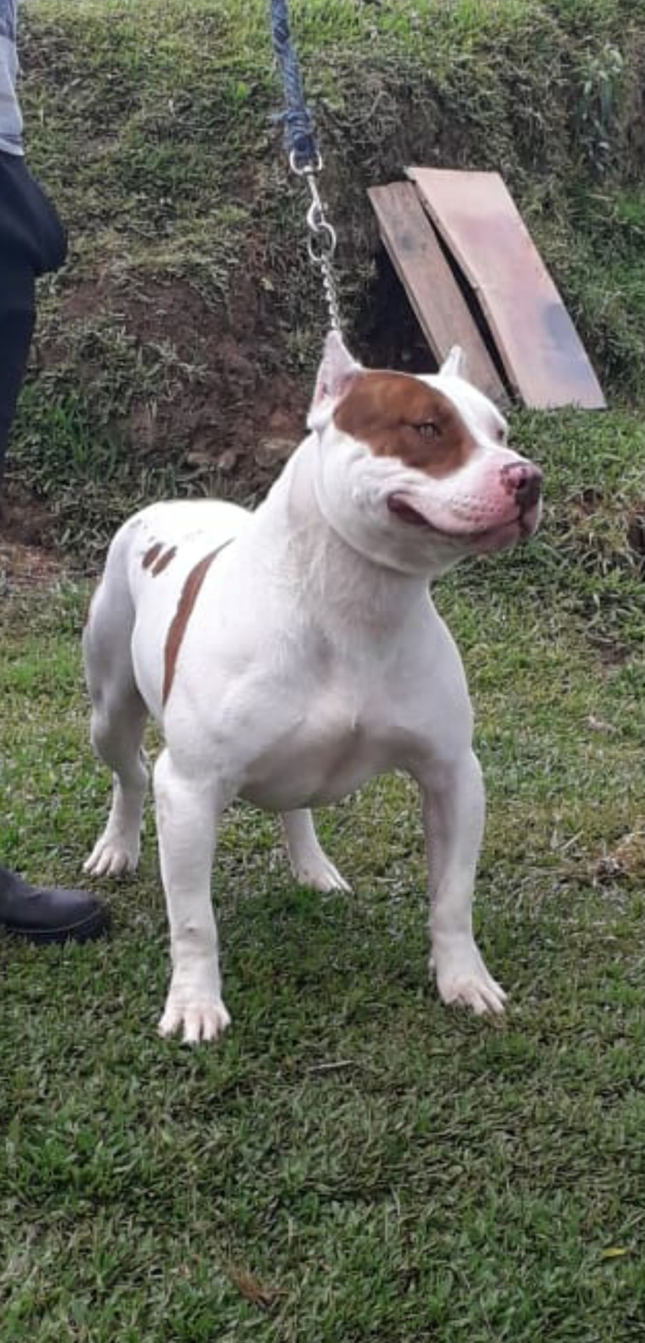 Photo of the dog