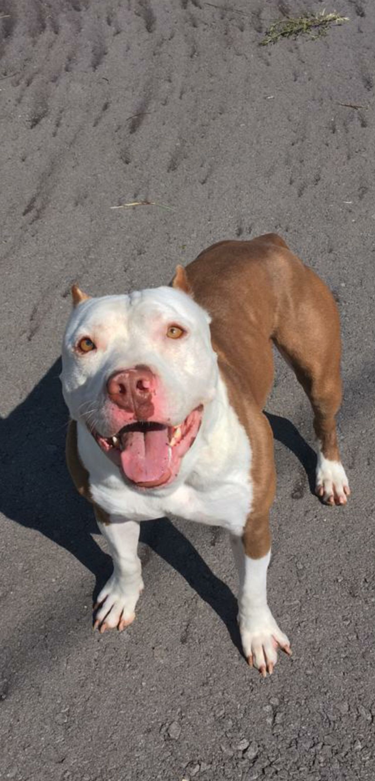 Photo of the dog