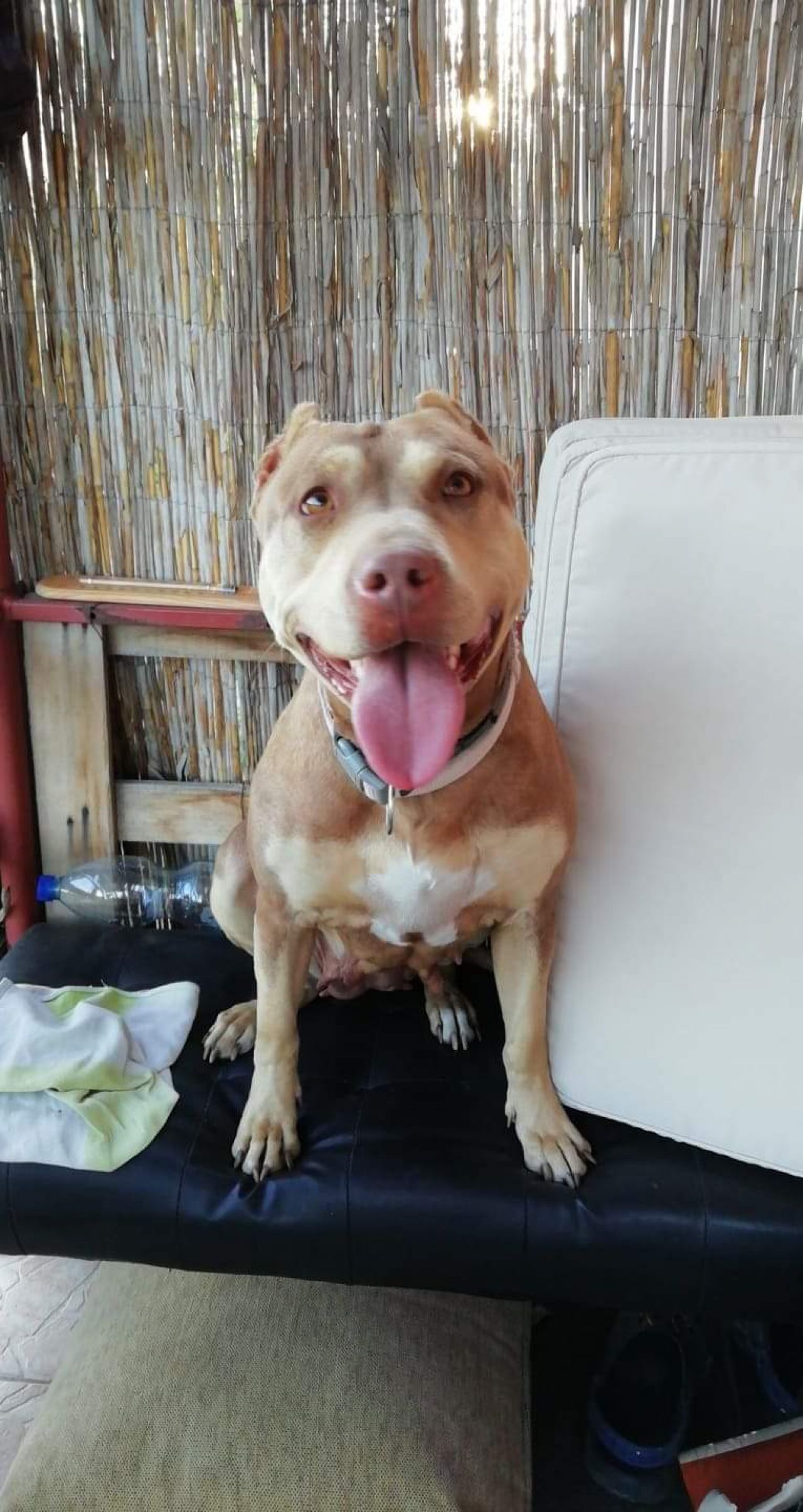 Photo of the dog