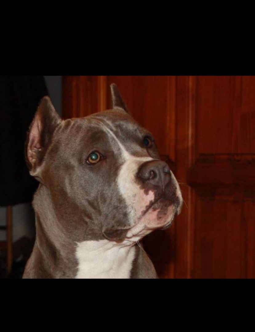 Photo of the dog