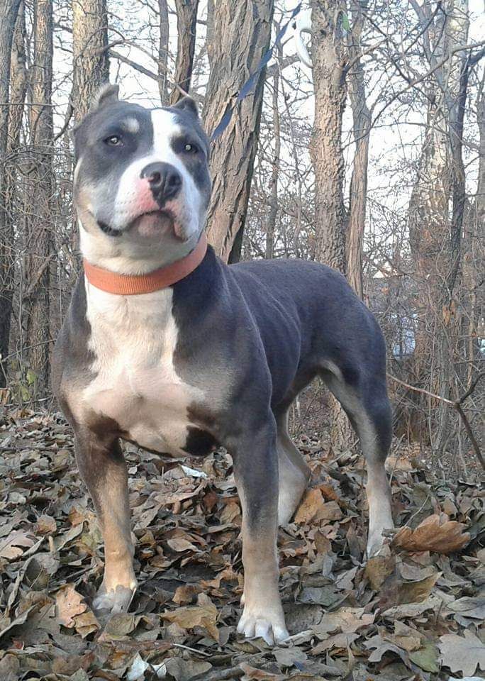 Photo of the dog