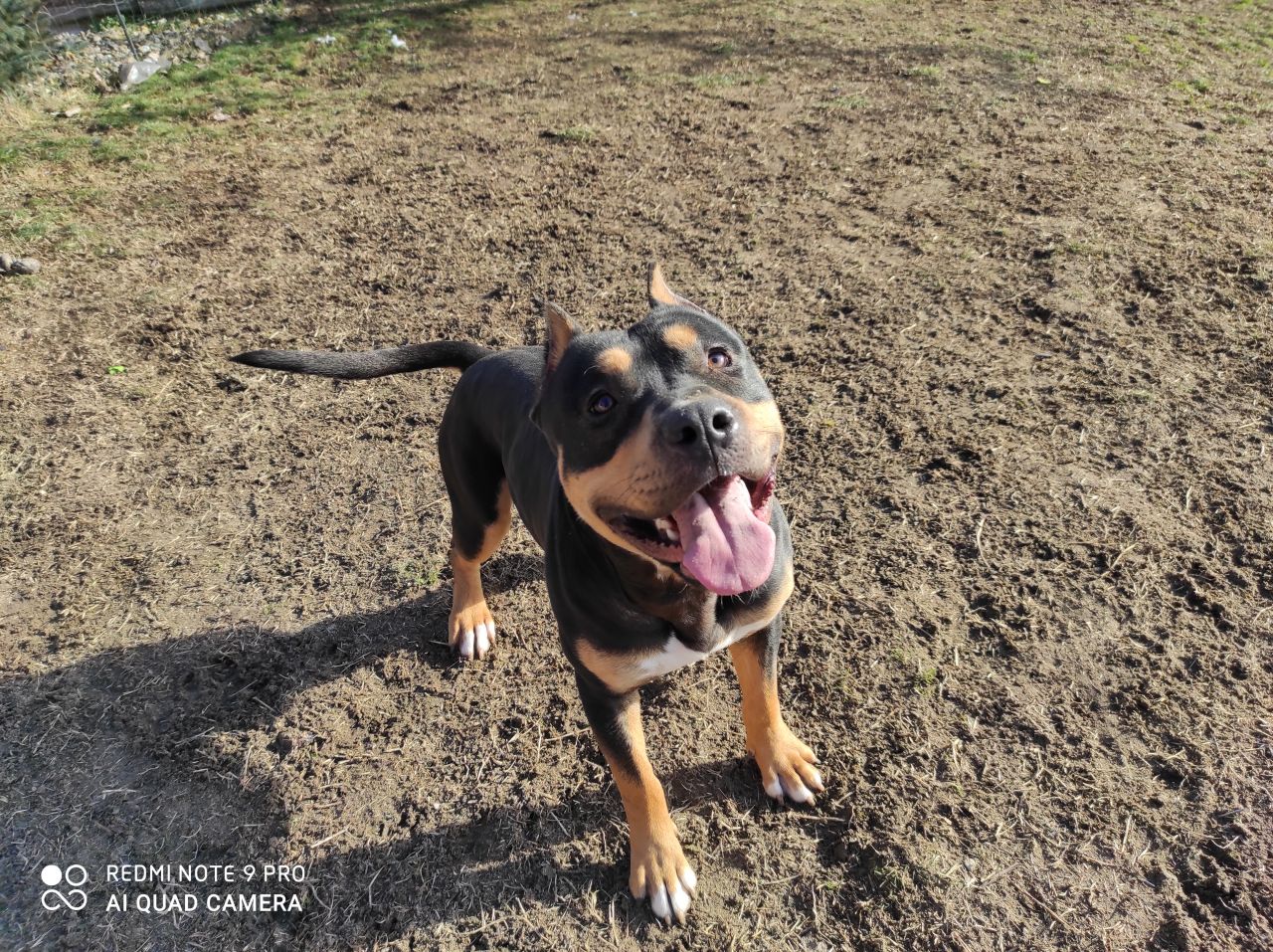 Photo of the dog
