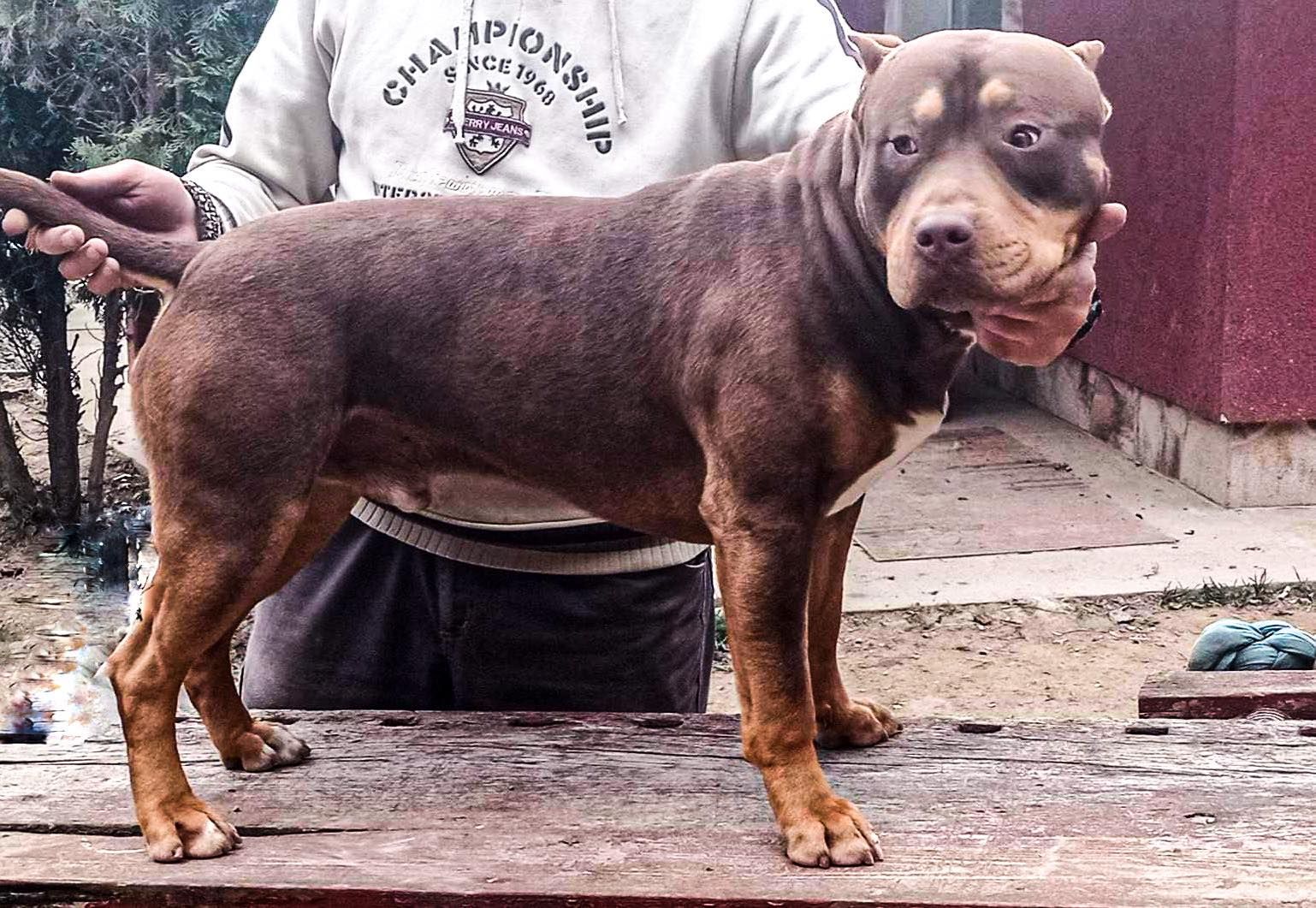 Photo of the dog