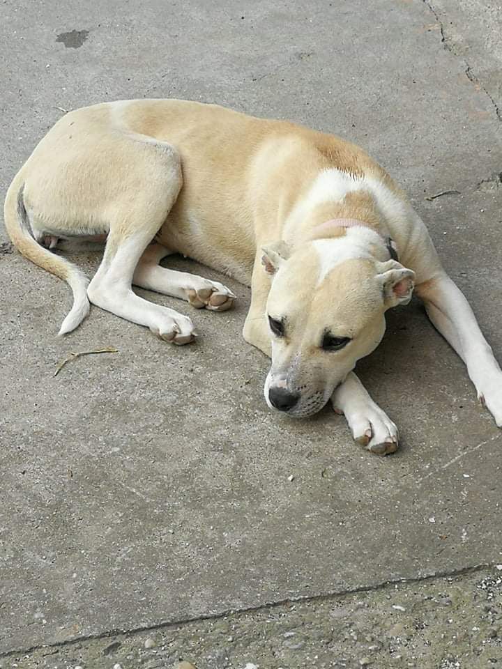 Photo of the dog