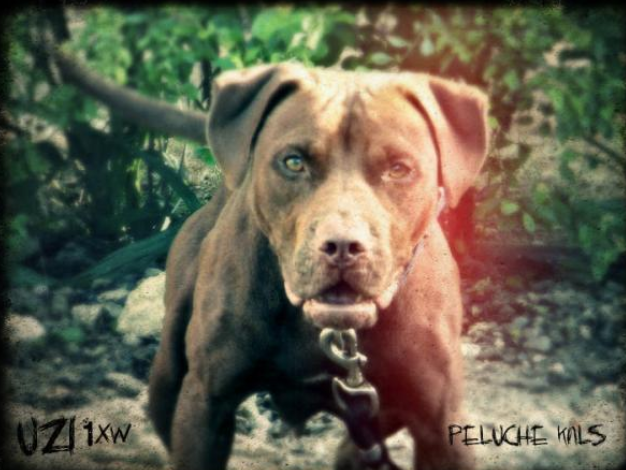 Photo of the dog