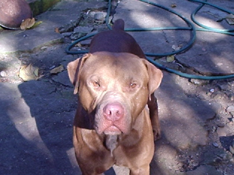 Photo of the dog