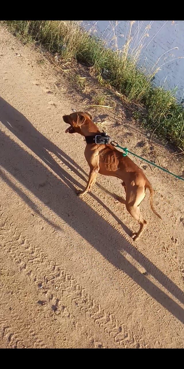 Photo of the dog
