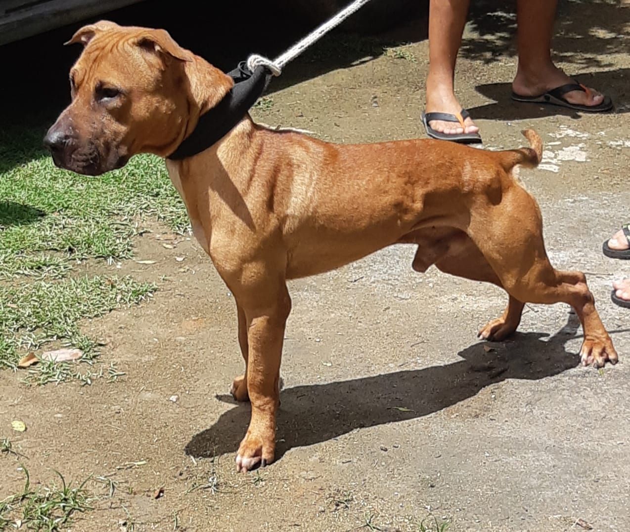 Photo of the dog