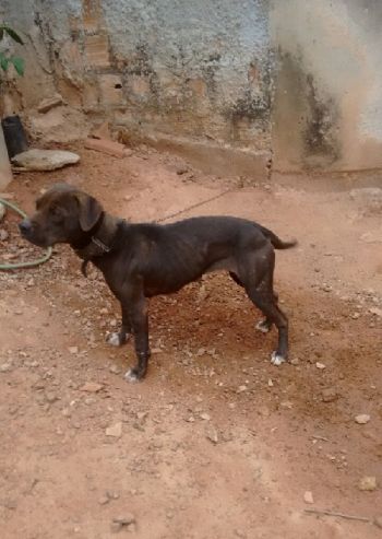 Photo of the dog