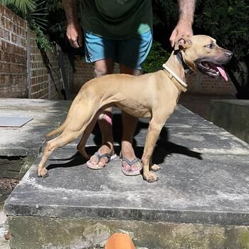 Photo of the dog