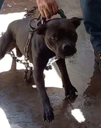 Photo of the dog