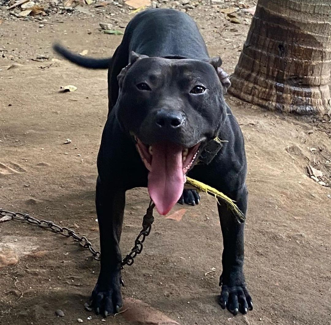 Photo of the dog