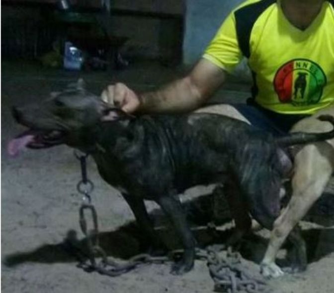 Photo of the dog