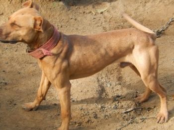 Photo of the dog