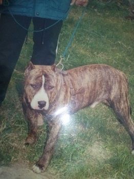 Photo of the dog