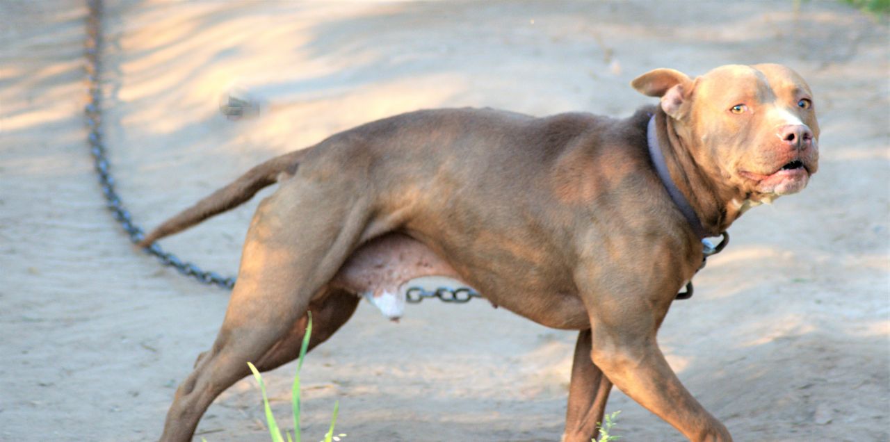 Photo of the dog