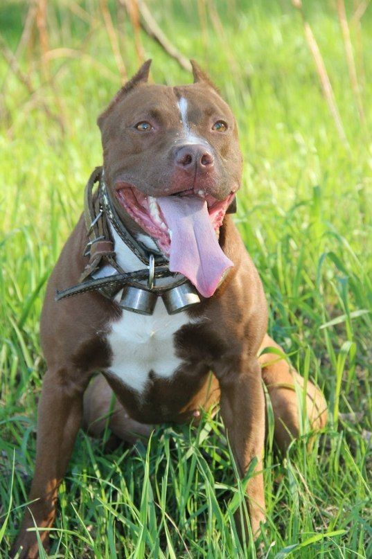 Photo of the dog