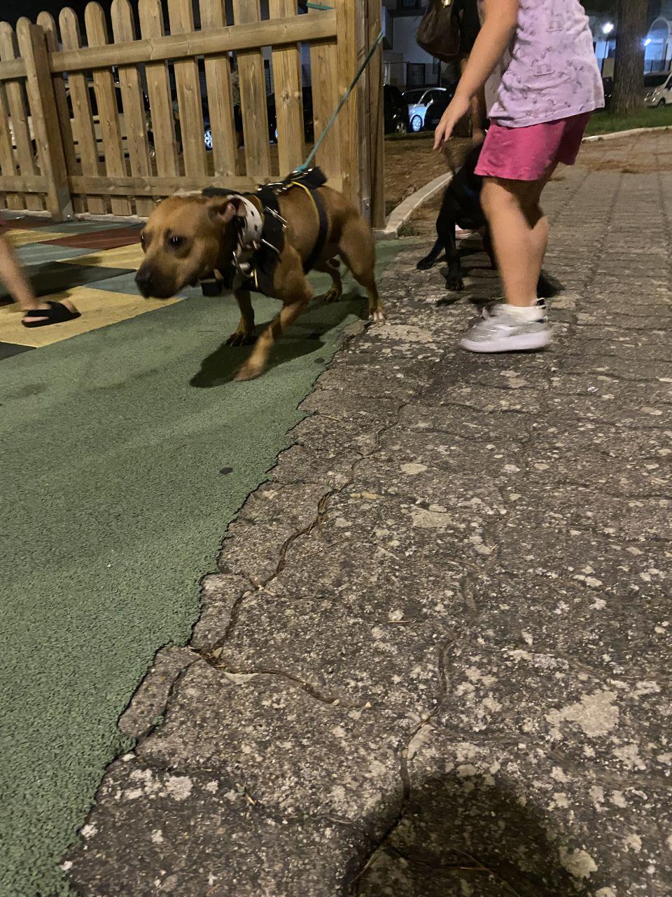 Photo of the dog
