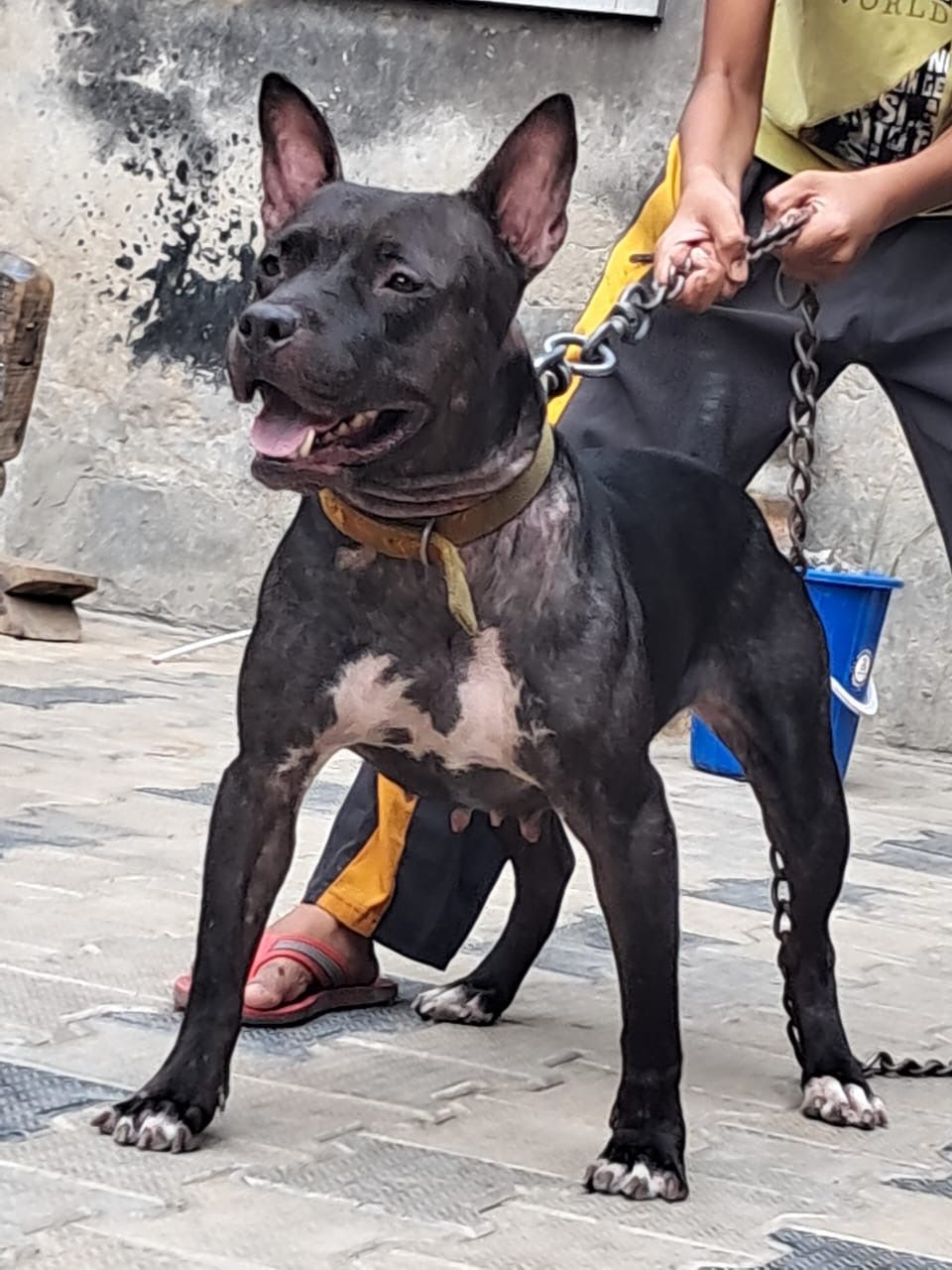 Photo of the dog