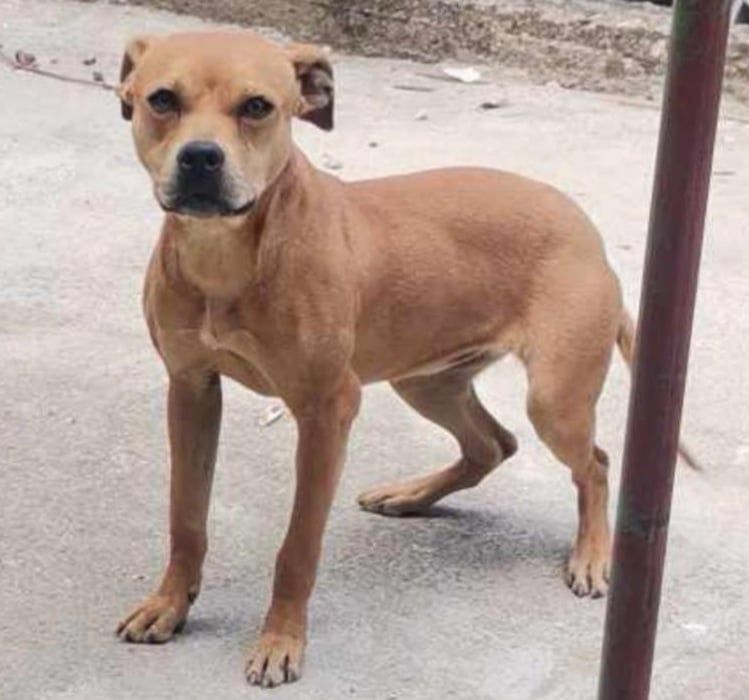Photo of the dog