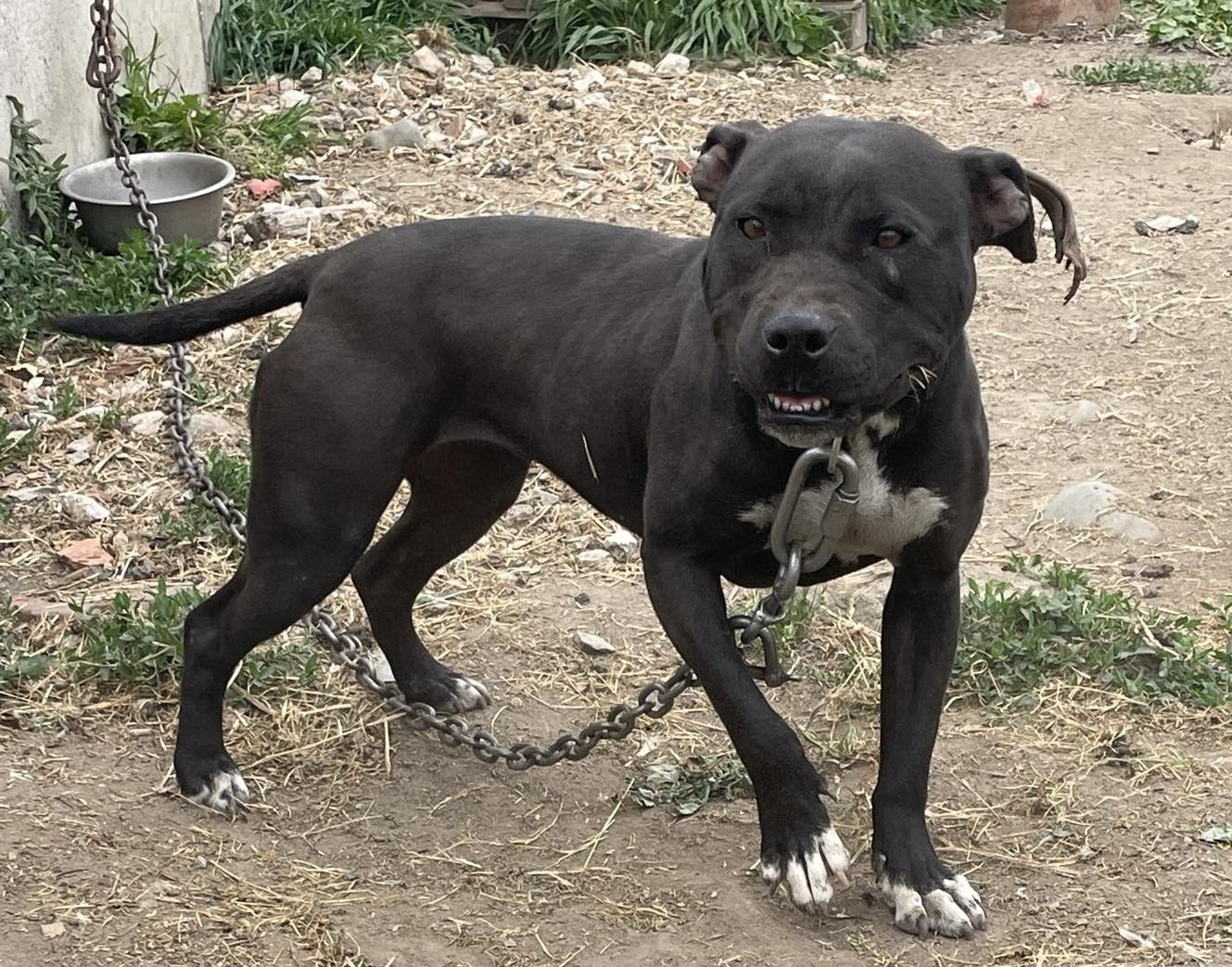 Photo of the dog