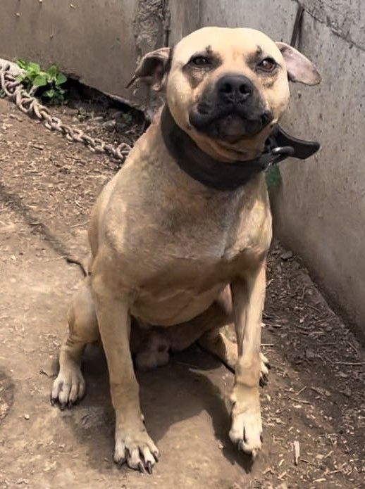 Photo of the dog