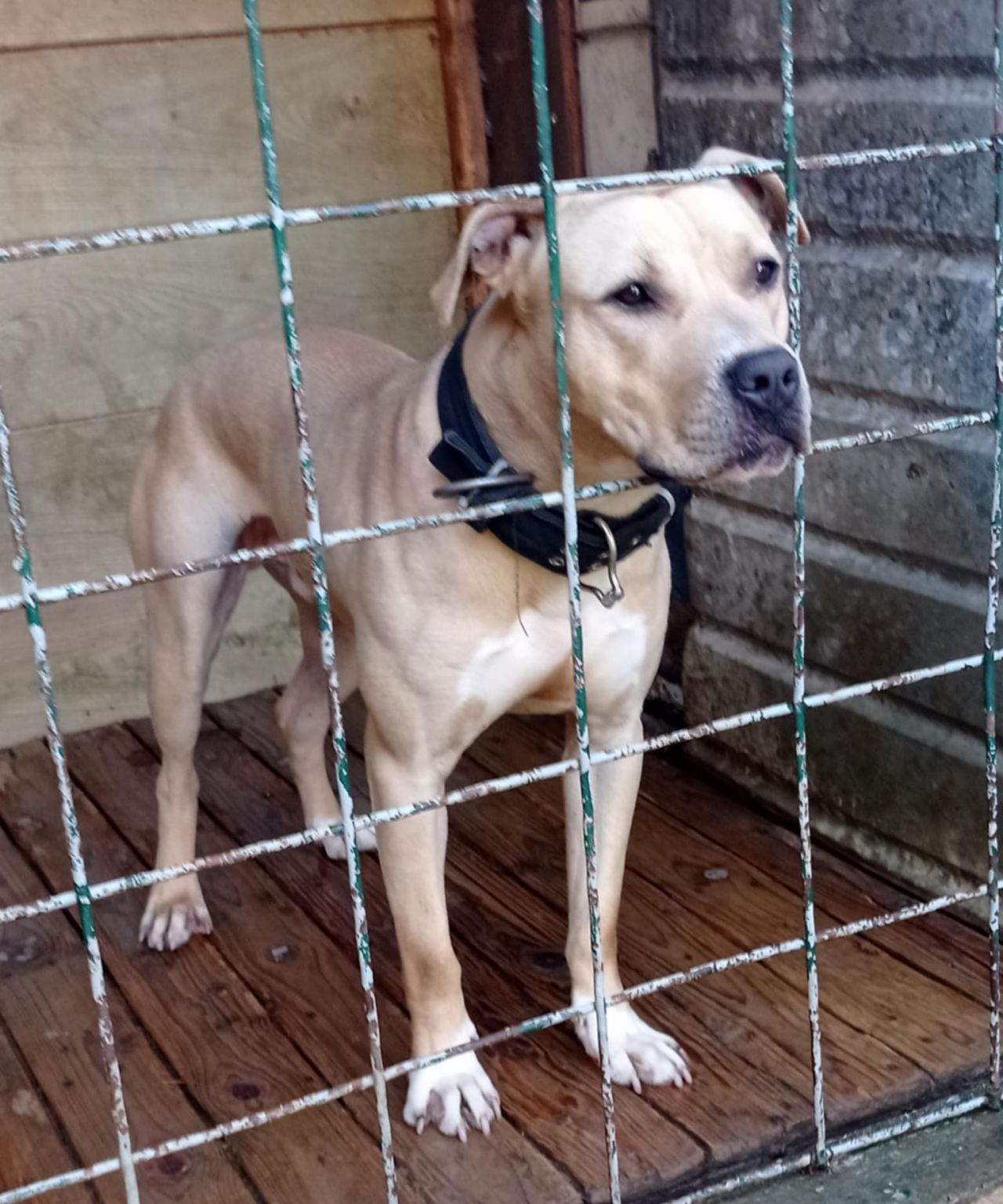 Photo of the dog