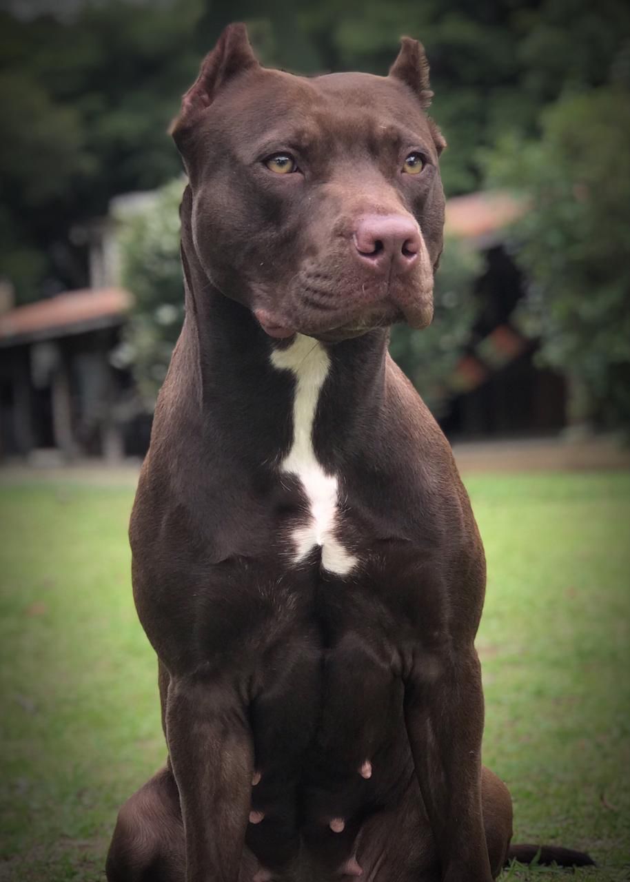 Photo of the dog