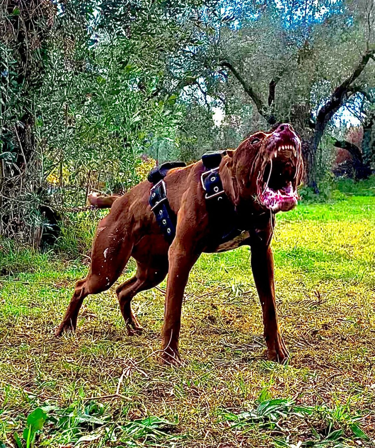 Photo of the dog