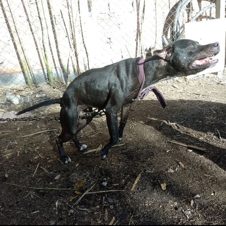 Photo of the dog