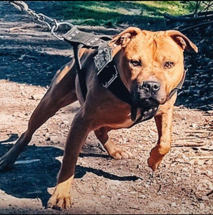 Photo of the dog