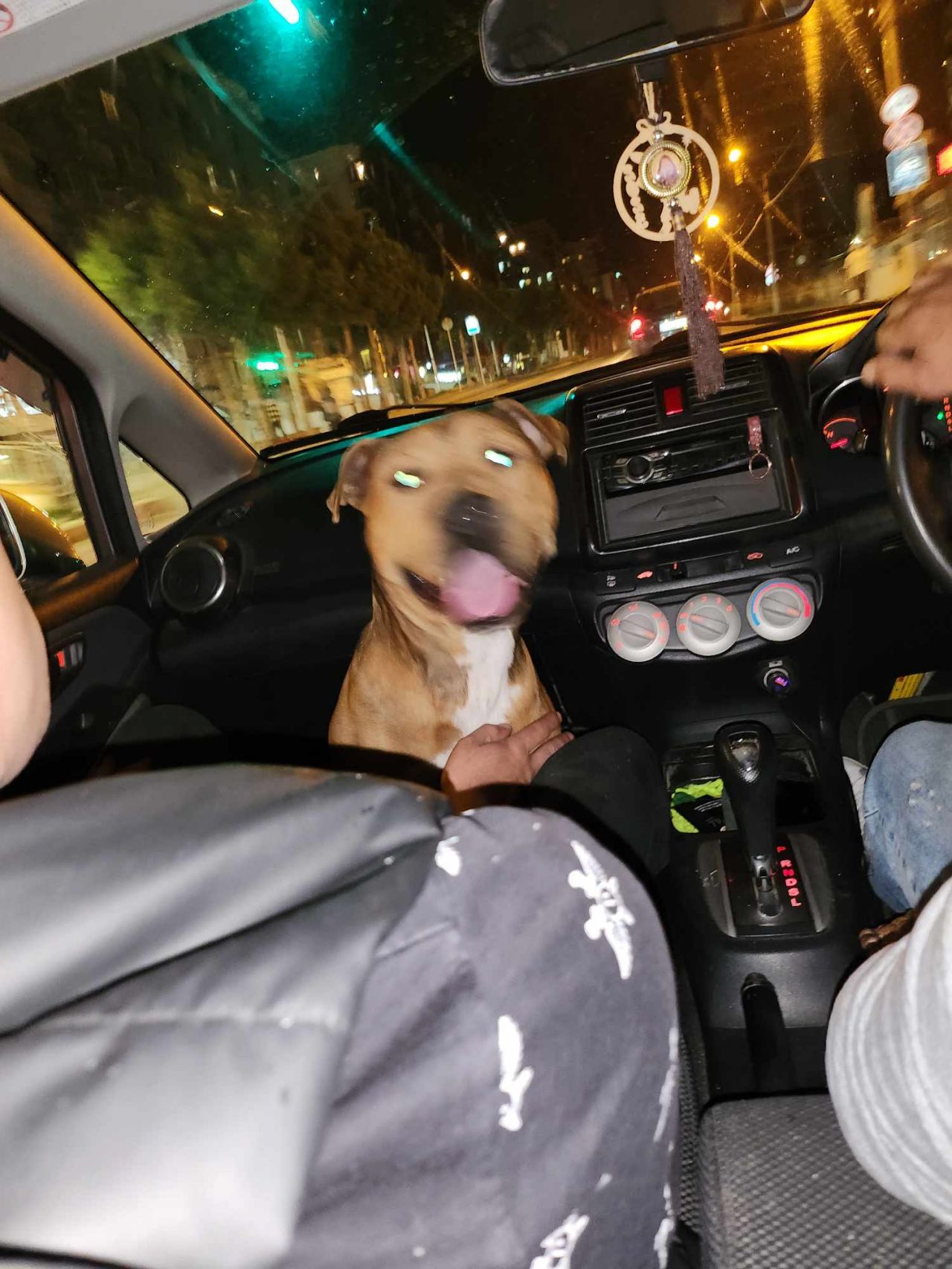 Photo of the dog