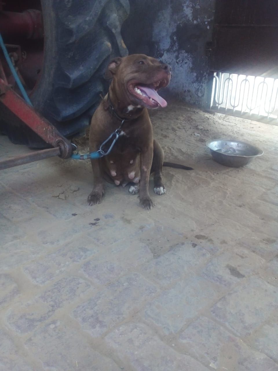 Photo of the dog